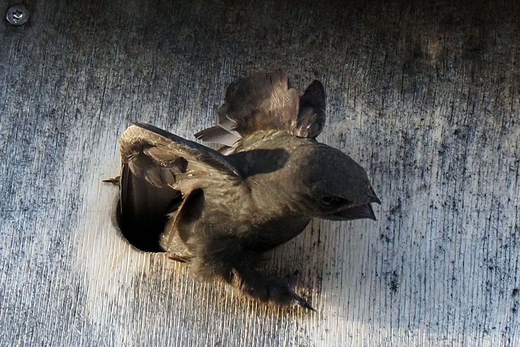 Mauersegler Streit um Nest